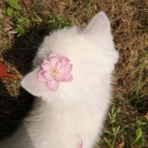 Meet your Posher, Thái